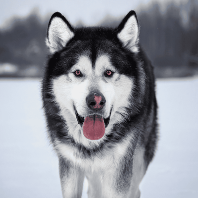 Alaskan Malamute