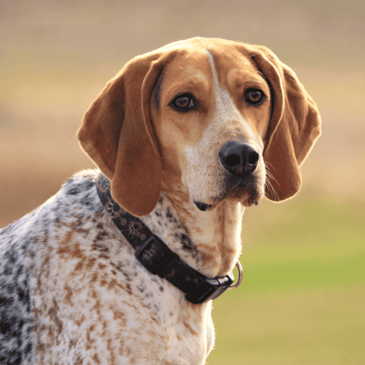 American English Coonhound