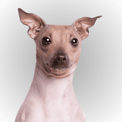 American Hairless Terrier