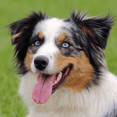 Australian Shepherd