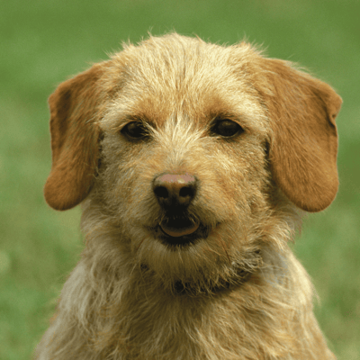 Basset Fauve de Bretagne