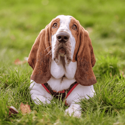 Basset Hound
