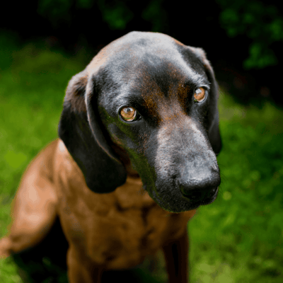 Bavarian Mountain Scent Hound
