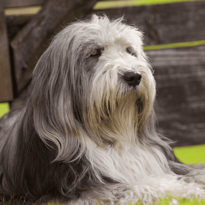 Bearded Collie