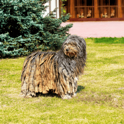 Bergamasco Sheepdog