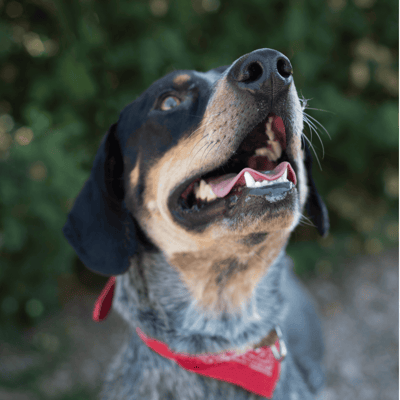 Bluetick Coonhound