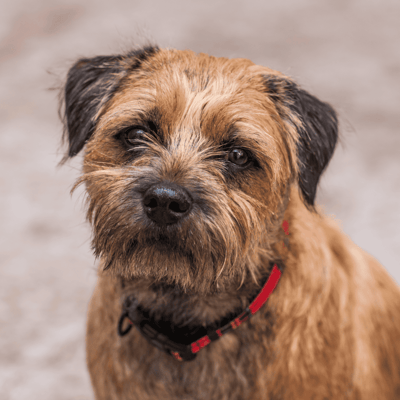 Border Terrier
