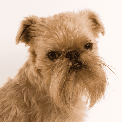Brussels Griffon