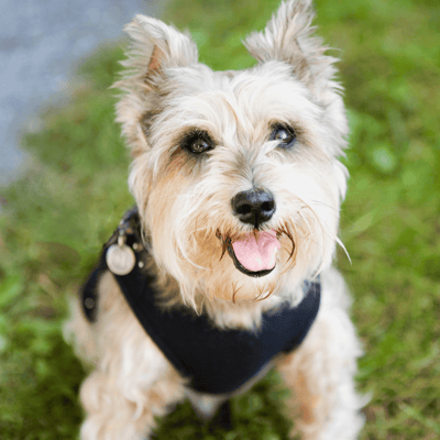 Cairn Terrier