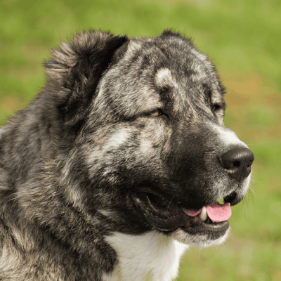Caucasian Shepherd Dog