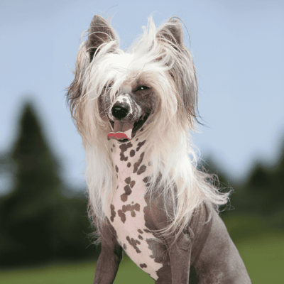 Chinese Crested