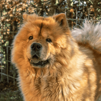 Chow Chow