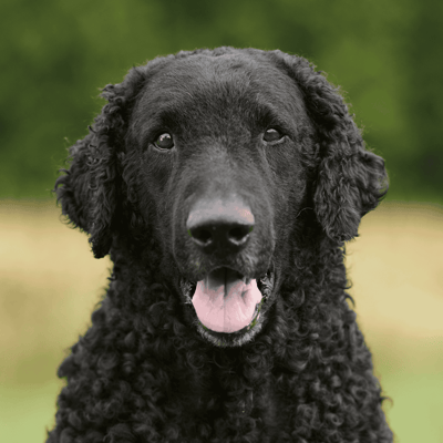 Curly-Coated Retriever