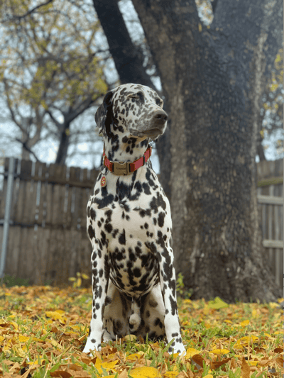 Dalmatian