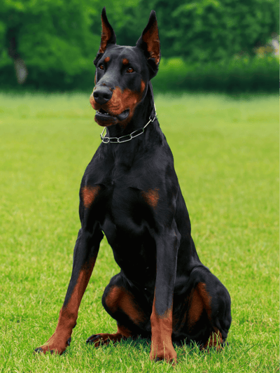 Doberman Pinscher