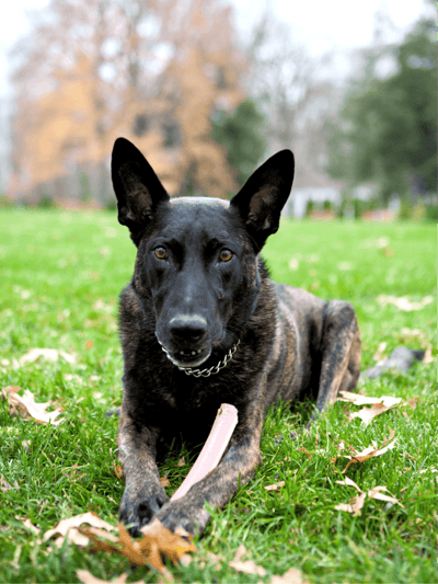 Dutch Shepherd