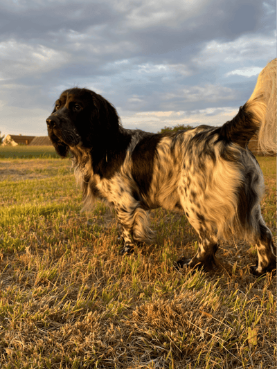 Field Spaniel