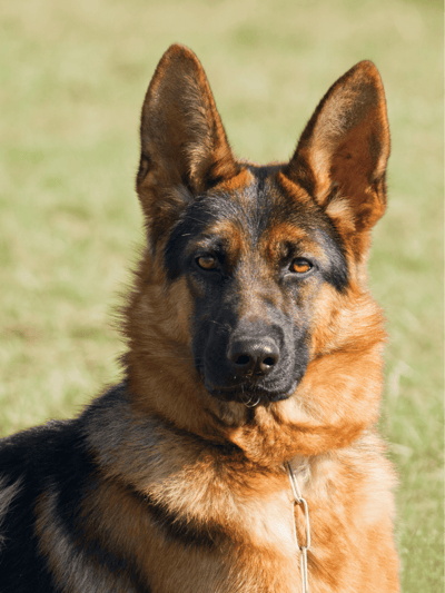 German Shepherd Dog