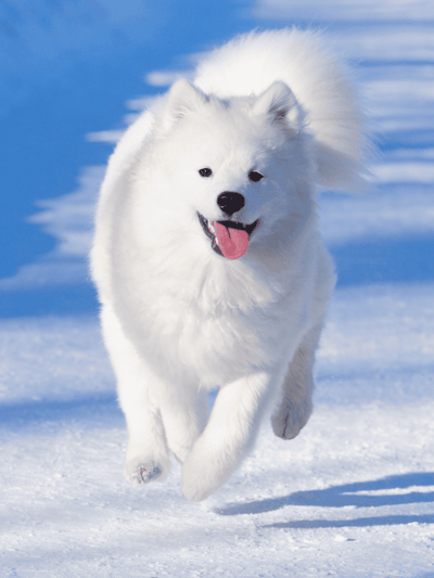 Happy white dog running through snow.