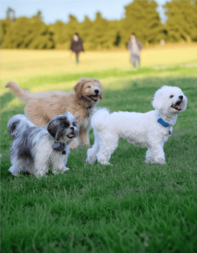 Adorable dogs running on lush green grass in a bright outdoor setting.