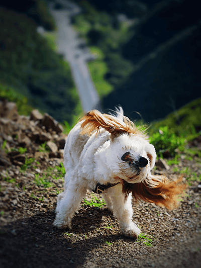 Dog outdoor activity, trail running, waterfall scenery, happy dog, nature walk, pet adventure.