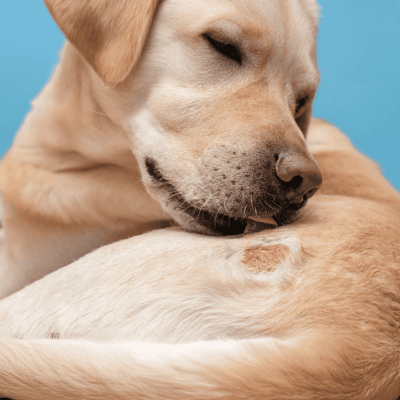 Close-up of a puppy tenderly laying on a sleeping dog, expressing companionship and compassion.
