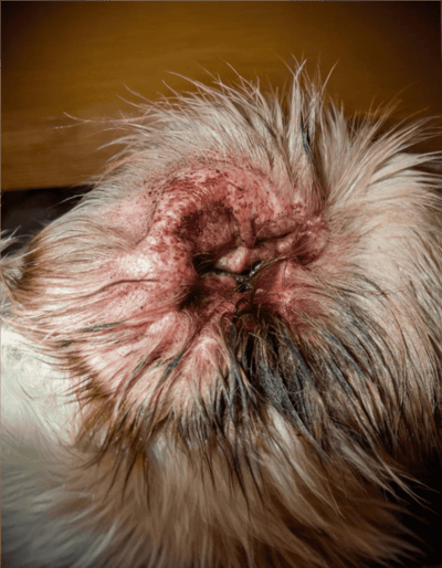 Close-up of dog ear with skin infection and inflammation.