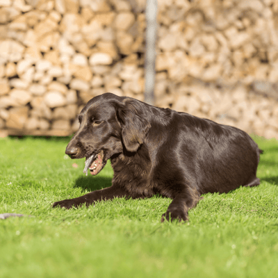 Dog training, Labrador Retriever, dog care, outdoor dog activities, pet services, dog behavior.