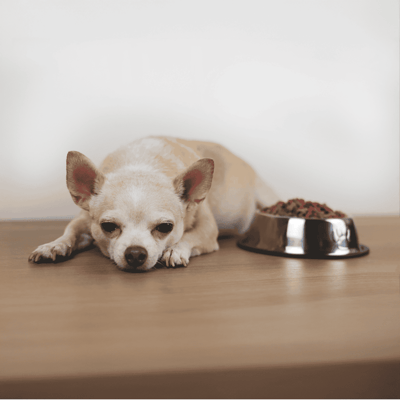 Small dog resting beside food bowl, looking tired.