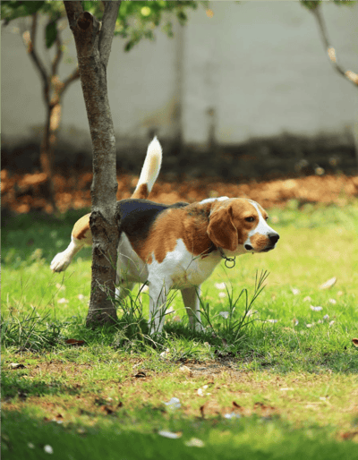 Dog searching for treats under a tree in a grassy yard.