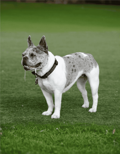 Dogfix.com dog health, training, and care tips.