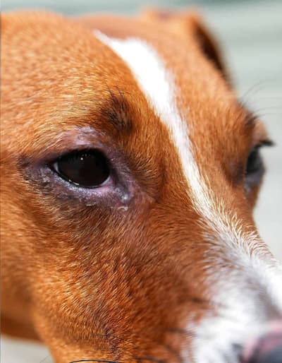 Close-up of a dog's eye with signs of infection or irritation.