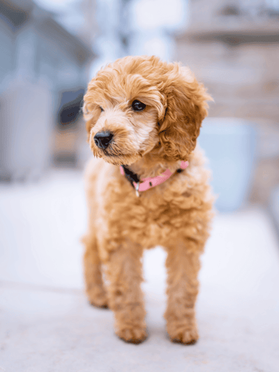 Adorable goldendoodle puppy with soft, curly fur.