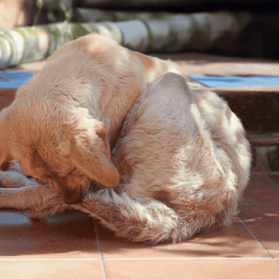 Close-up of two dogs grooming each other's fur, showing companionship and pet grooming care.