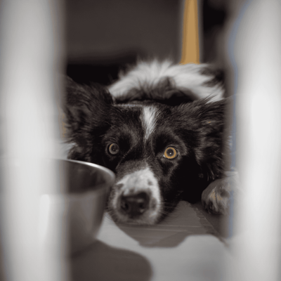 Cute Border Collie puppy lounging near food bowl, happy and calm in a cozy home setting.