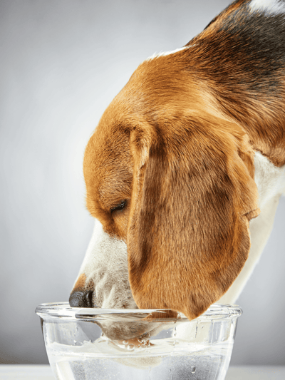 Beagle dog peacefully drinking water from a clear bowl, highlighting pet hydration and care.