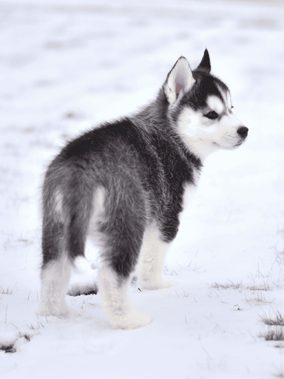 Adorable Siberian Husky as a puppy in winter snow, showcasing fluffy coat and bright eyes.