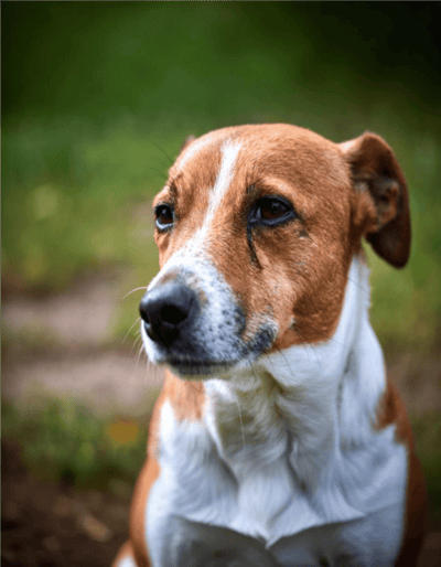 Dog training and behavior advice for a well-behaved pet.