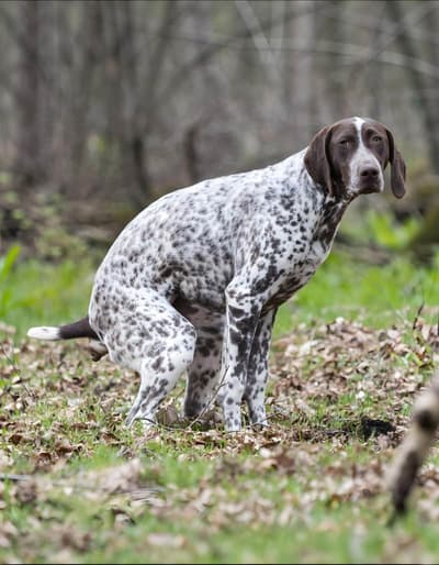 Dog sitting outdoors in a natural setting with trees and leaves, showcasing breed identification and behavior.