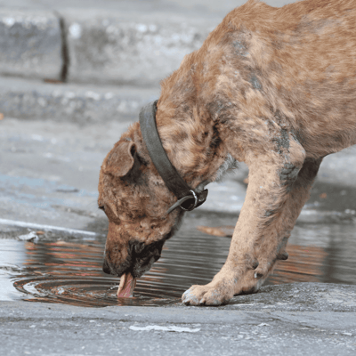 Adorable dog drinking from outdoor curb, featuring a collar and muddy fur. Perfect image for pet care and dog health topics.