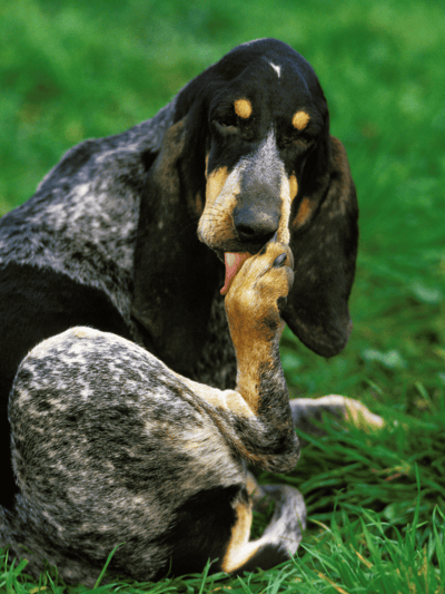 Dog grooming for shiny, healthy fur.