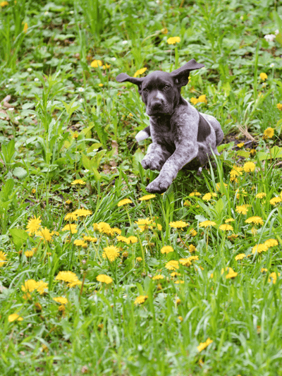 A black and gray spotted puppy running through a green field filled with yellow dandelions and lush grass.