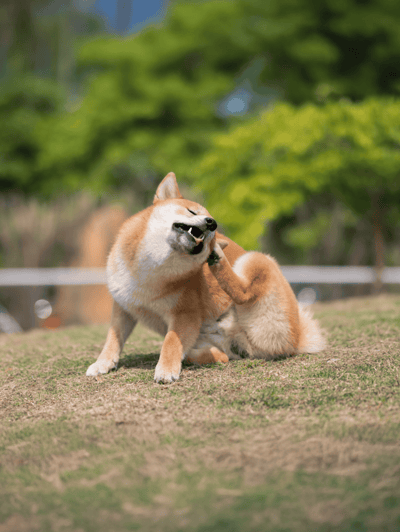 Lively dog playing with a buddy outdoors on grass.