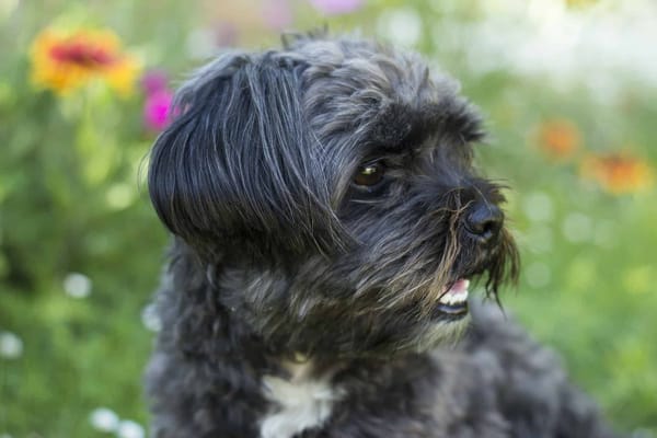 Adorable dog with black and gray fur in a vibrant garden setting.