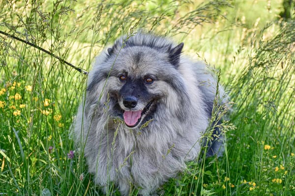 Dog in lush green grassy field, enjoying nature and sunshine.