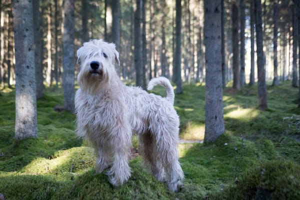 Adorable fluffy dog standing in lush green moss in a peaceful forest setting.
