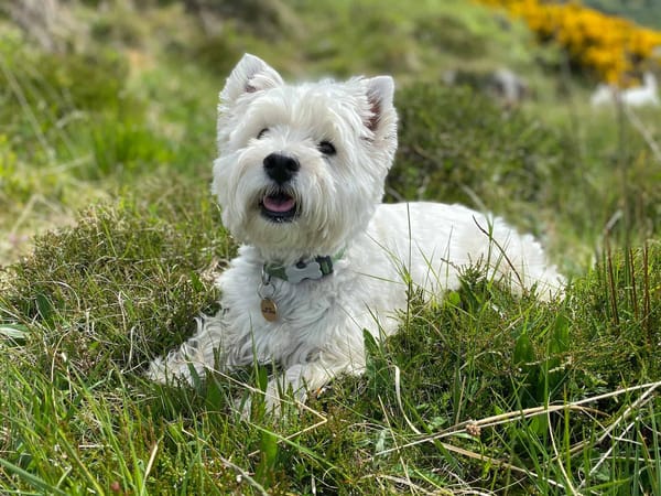 Adorable West Highland White Terrier lying in green grass outdoors, enjoying nature.