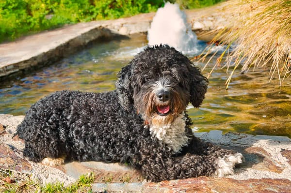 Muddy poodle dog resting by the water on a sunny day.