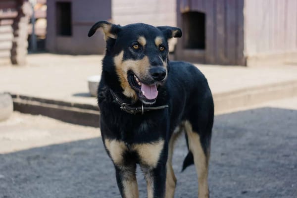 Adorable mixed breed dog standing outdoors, smiling happily, with a wooden doghouse in background.