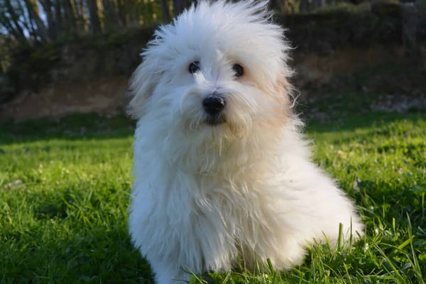 Adorable fluffy white dog sitting on lush green grass outdoors.